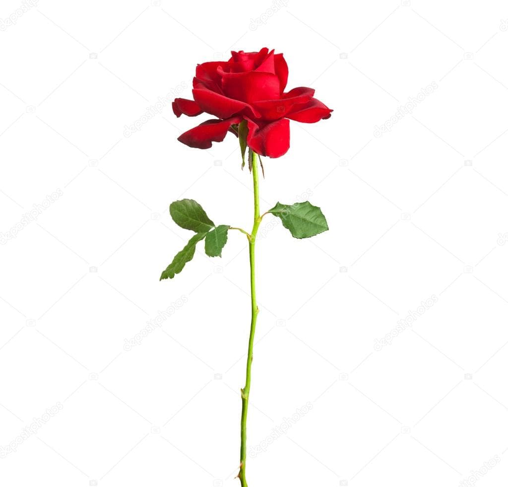 Rosa Roja (tallo)