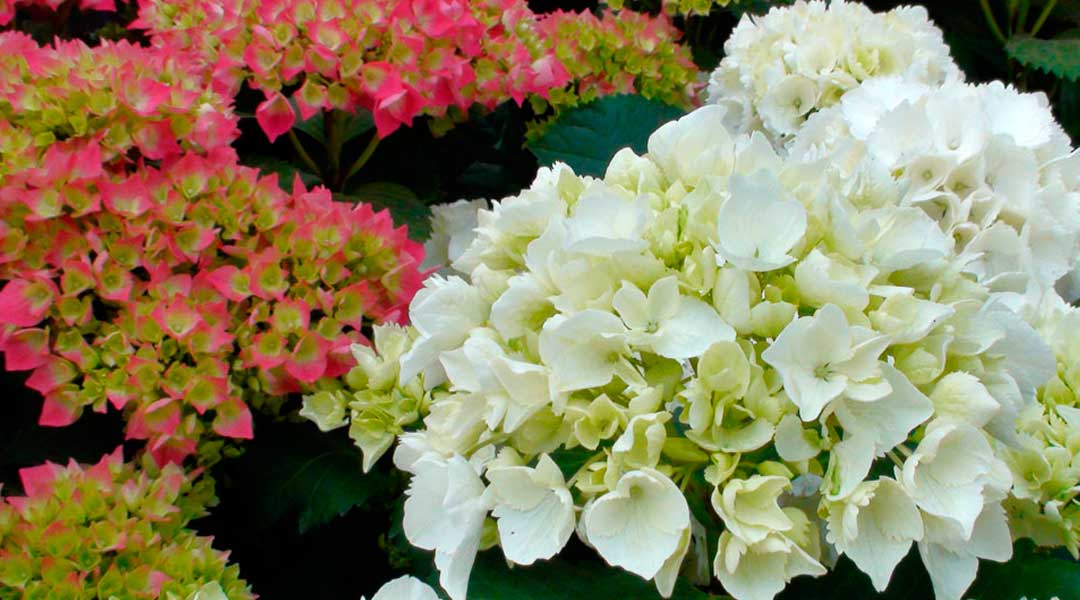 Hortensia 