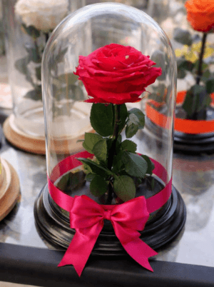 Rosa Preservada Eterna Signature