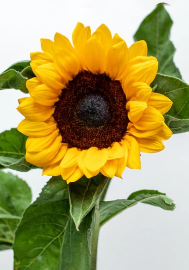 Girasol