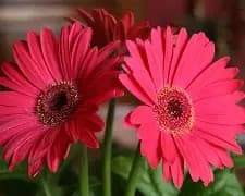 GERBERA