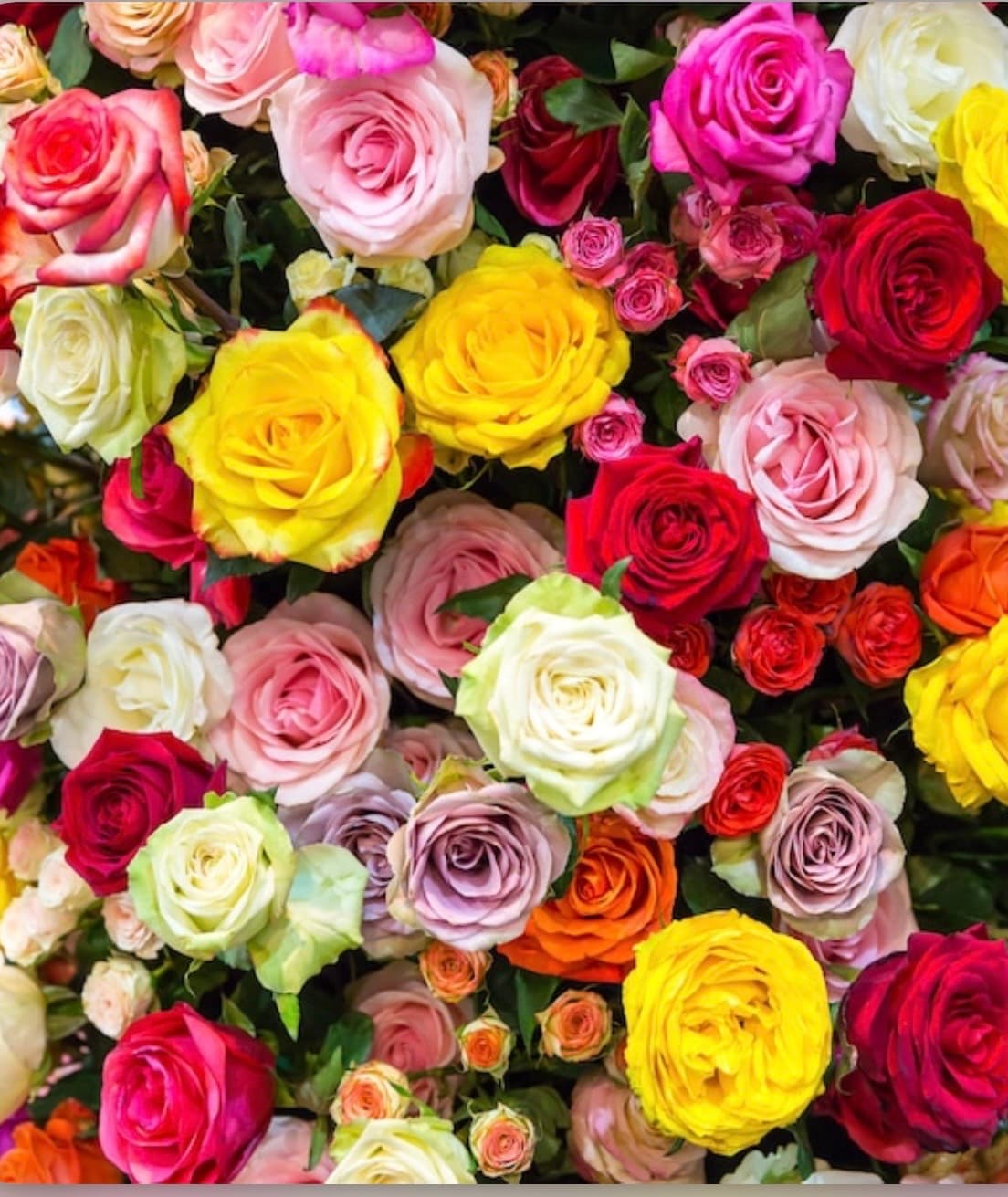 Rosa 