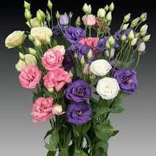 Lisianthus blanco