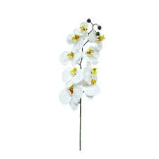 Orquídea 
