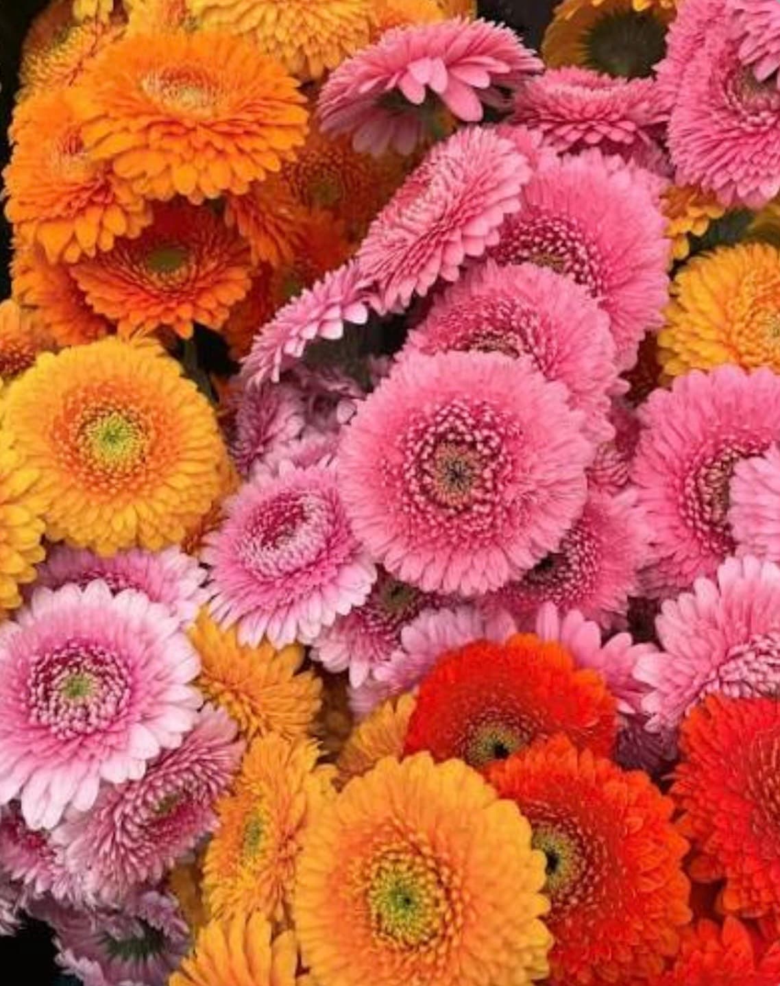 Gerbera pompón