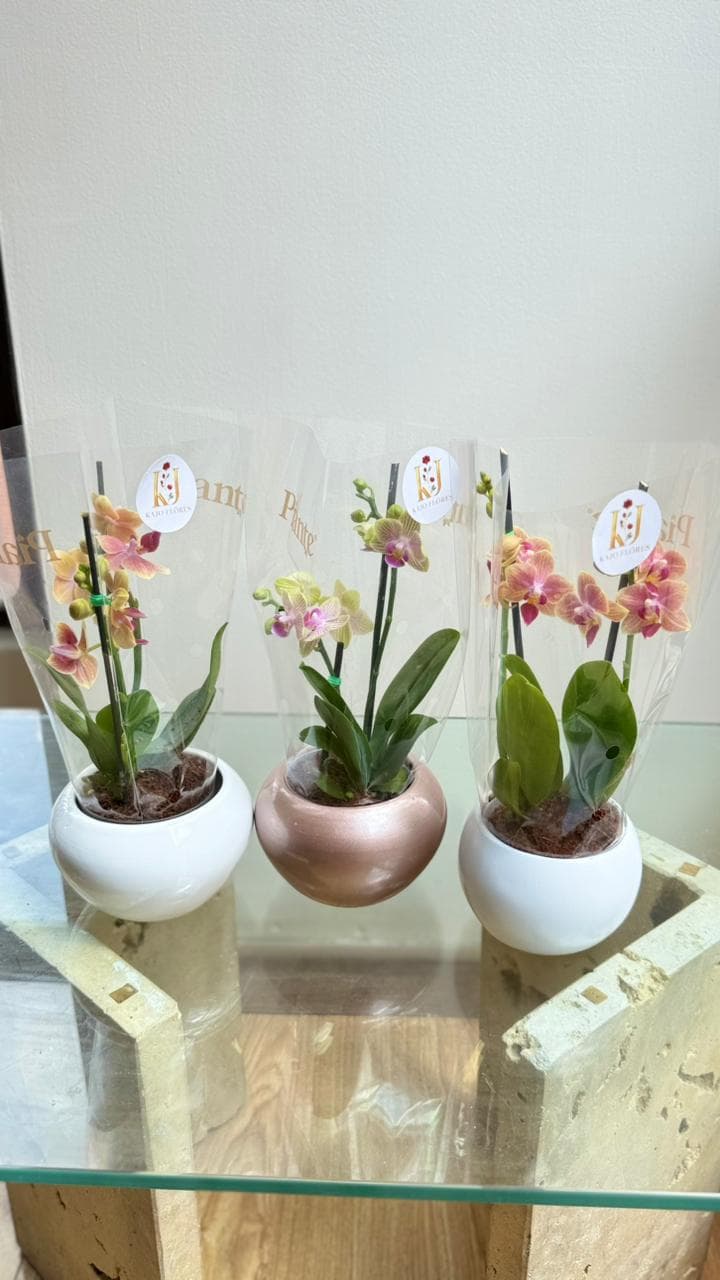 Orquídea Phalaenopsis Baby - 2 Varas
